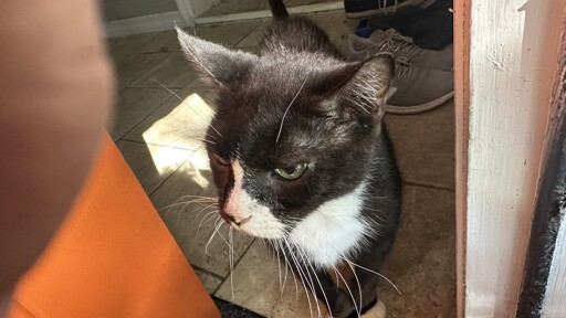 He wants to go outside. After 14 years, he should know that he cannot. Still, he tries. I admire his indomitable spirit.