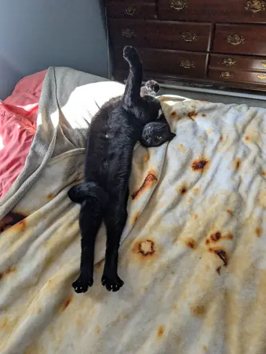 Lovely black cat stretching out in the sun. He rests on a tortilla blanket and has comfortably contorted himself into the shape of a Shepard's hook.