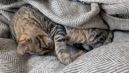 Tabby cat wrapped in matching blanket