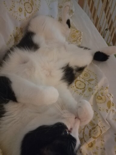 Adorable black and white cat snuggled against blankets with tummy facing upwards