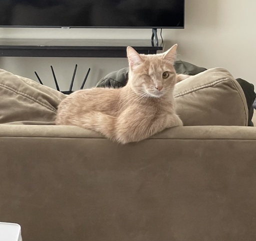 An orange cat with light stripes is sitting on the back of a tan couch with one paw draped over the back. 