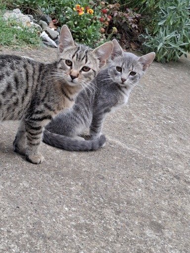 picture of 2 tabby kittens watching at camera, one kitty is brownish tiger and other one is grey. 