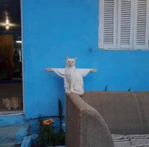 white cat sitting in front of white crusifix